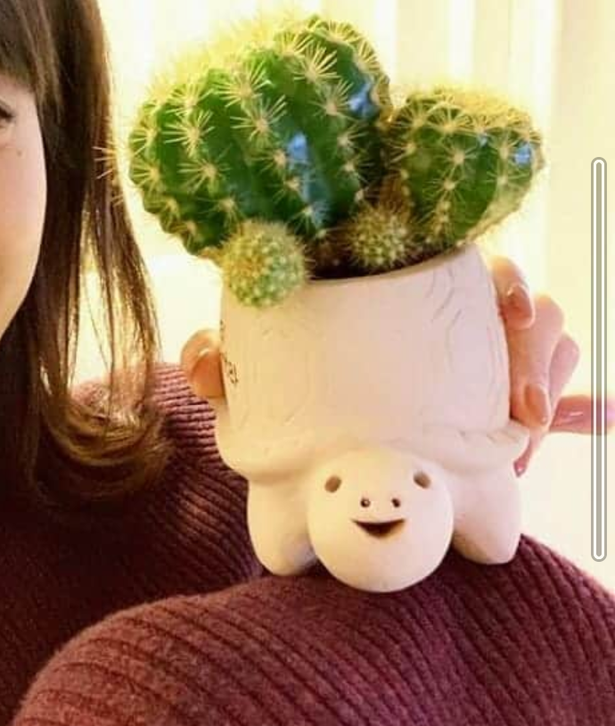 カトパン風亀の鉢植え